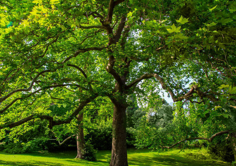 Платан дальневосточный