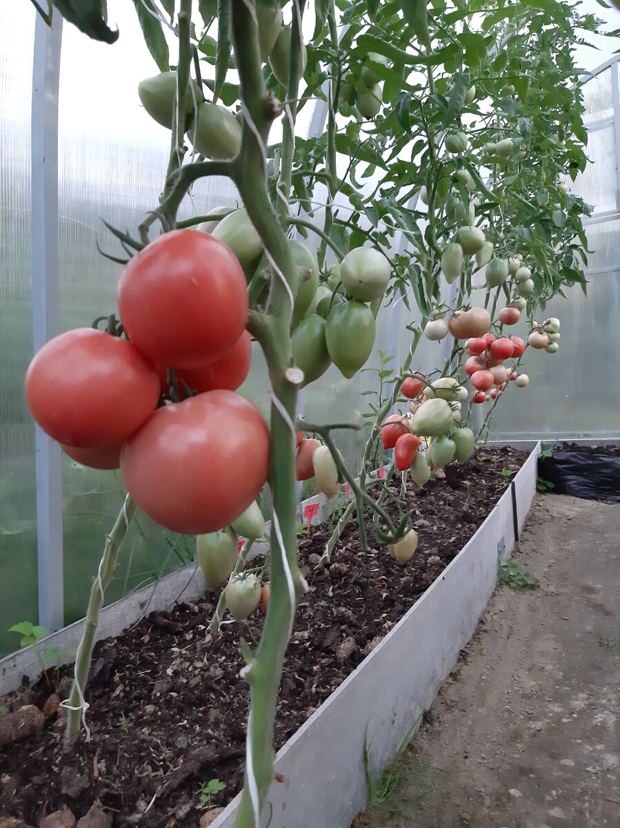 Мои помидорки 