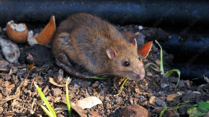 Как бороться с крысами в компосте на заднем дворе? | Животный мир | Дзен