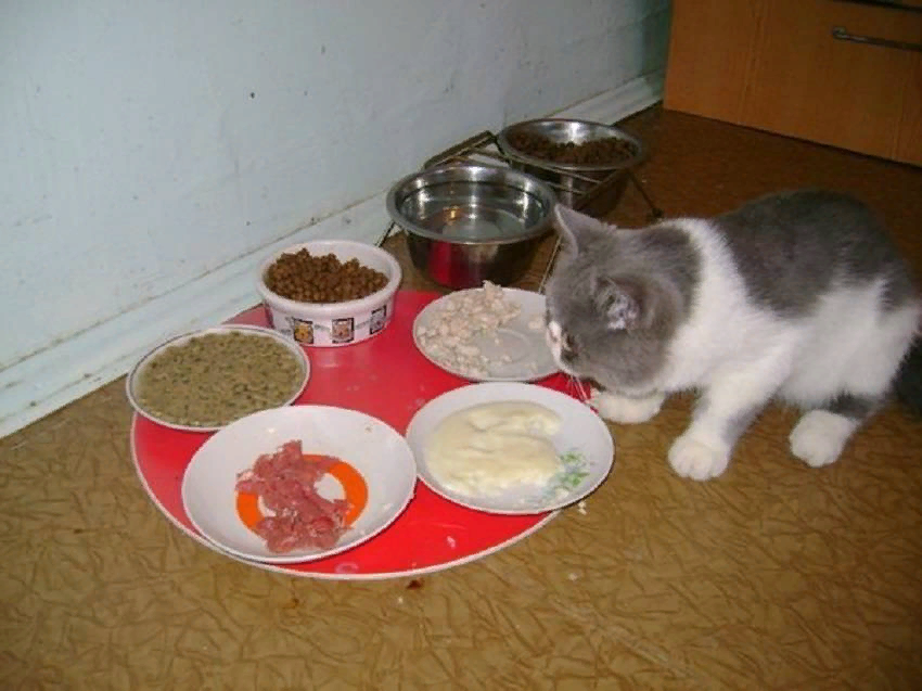 Еда для кошек. Еда для котят. Питание домашней кошки. Натуральная еда для котят. Что можно кошкам из еды