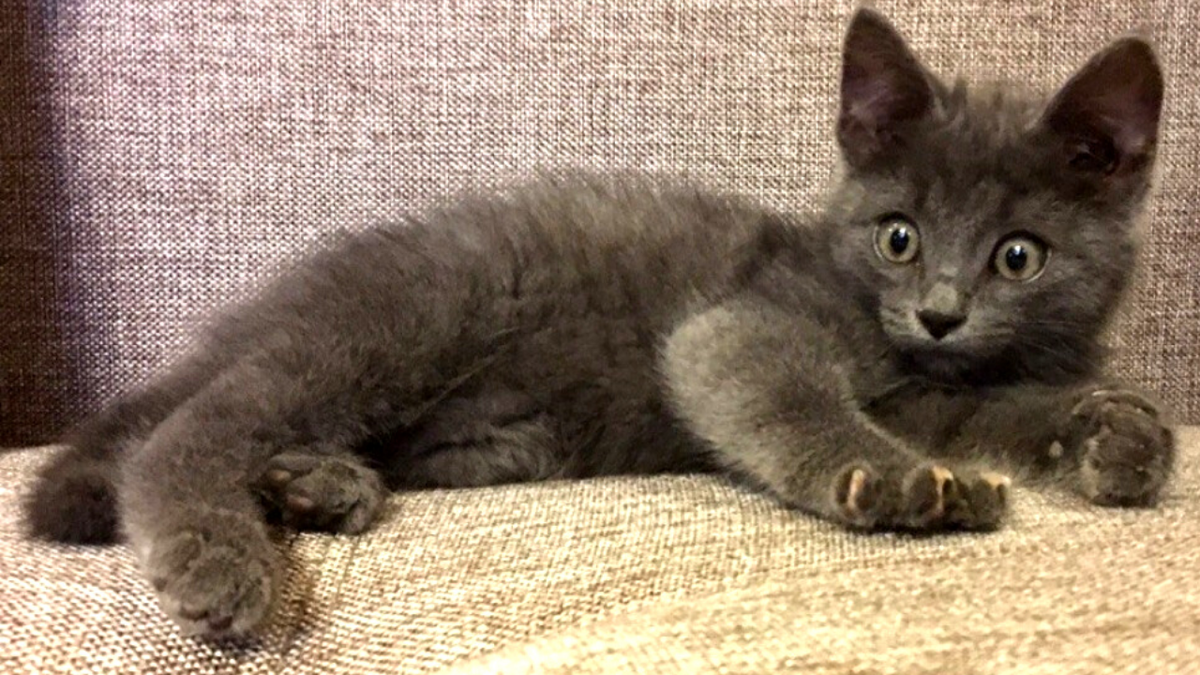 Ричик. На этом фото ему 2 месяца.