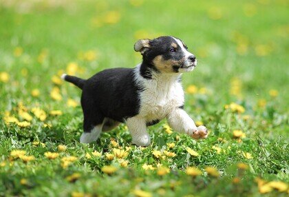 Посмотрите на эту гордую походку! 