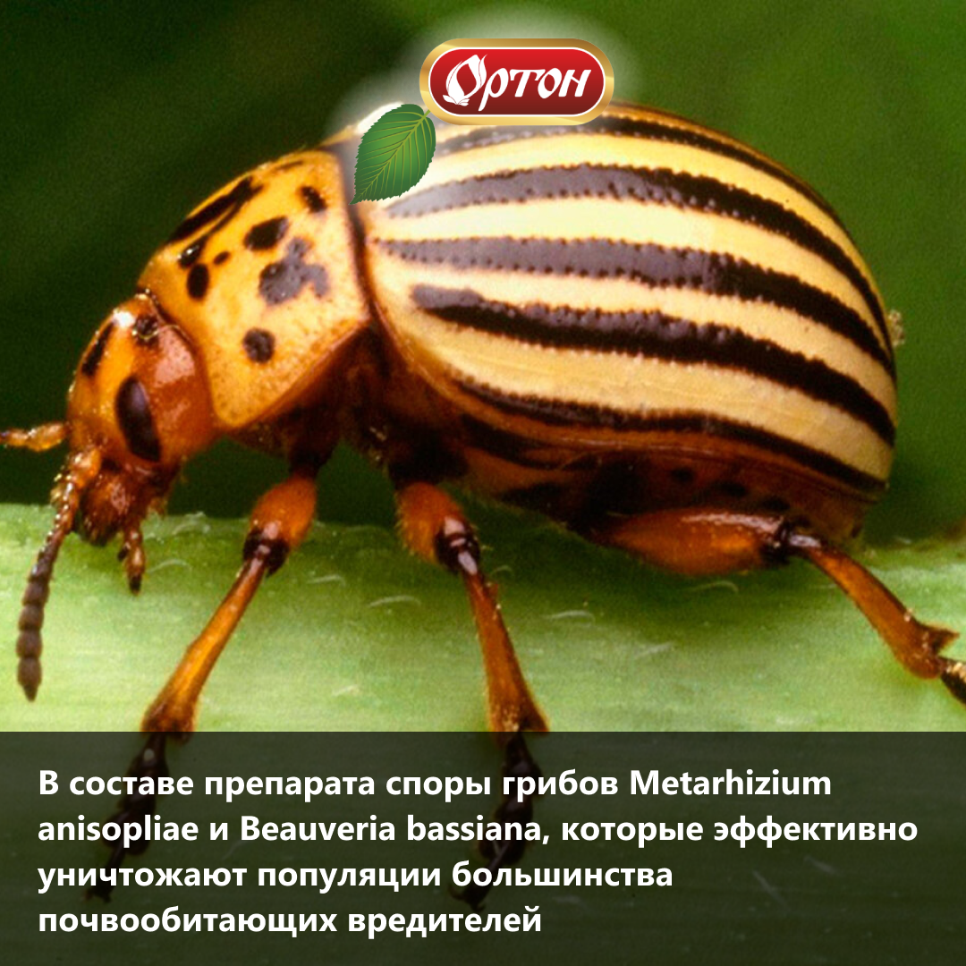 Колорадский жук 🐞 от ворот поворот | ОРТОН. Профессиональная забота об ...