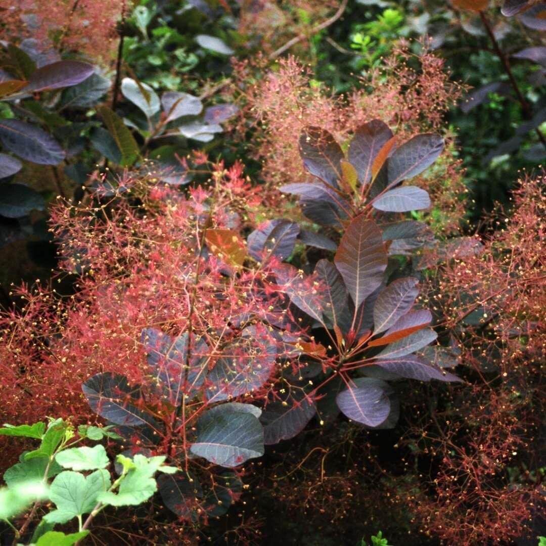 Скумпия Кожевенная Cotinus coggygria