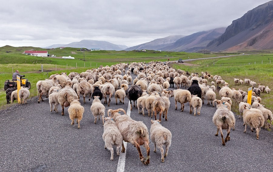 Исландские овцы: Овцы, одевавшие викингов. Полу-дикая порода, близкая по духу и внешности к копытным, которых только-только приручили люди4