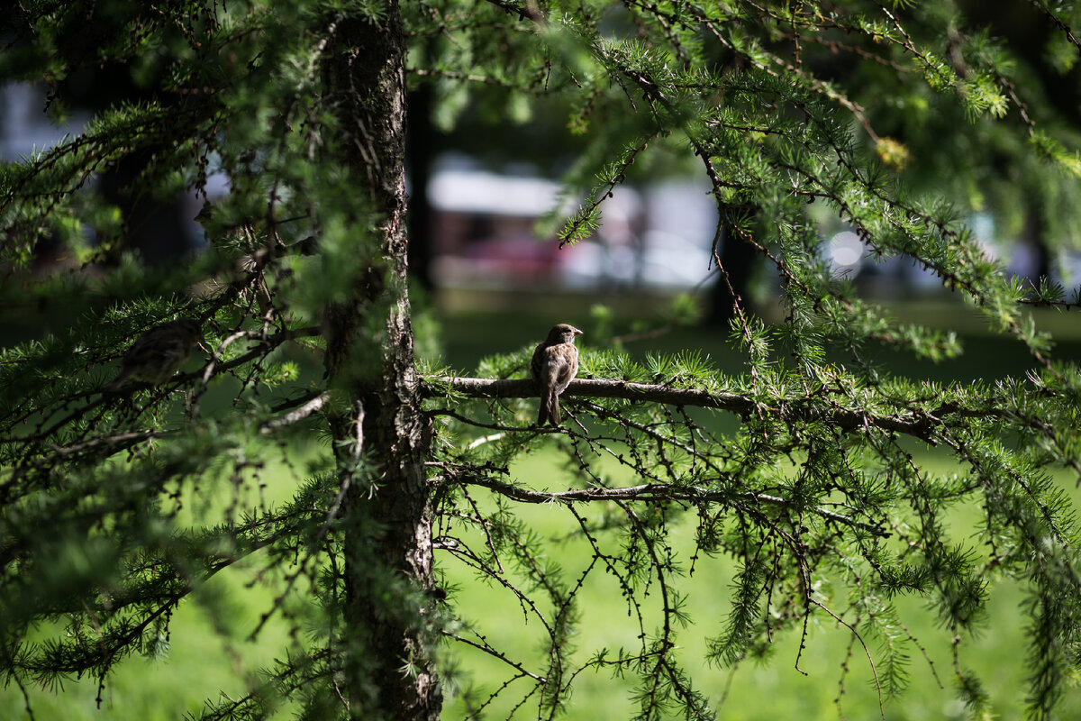 Александровский Сад, г. Санкт-Петербург. Лиственница. Автор фото: Надежда Панова, http://nadia-photo.com