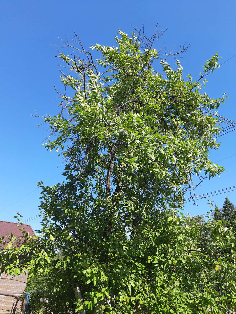 Вот наверху видны сухие ветки, но даже санитарную обрезку сделать трудно.
