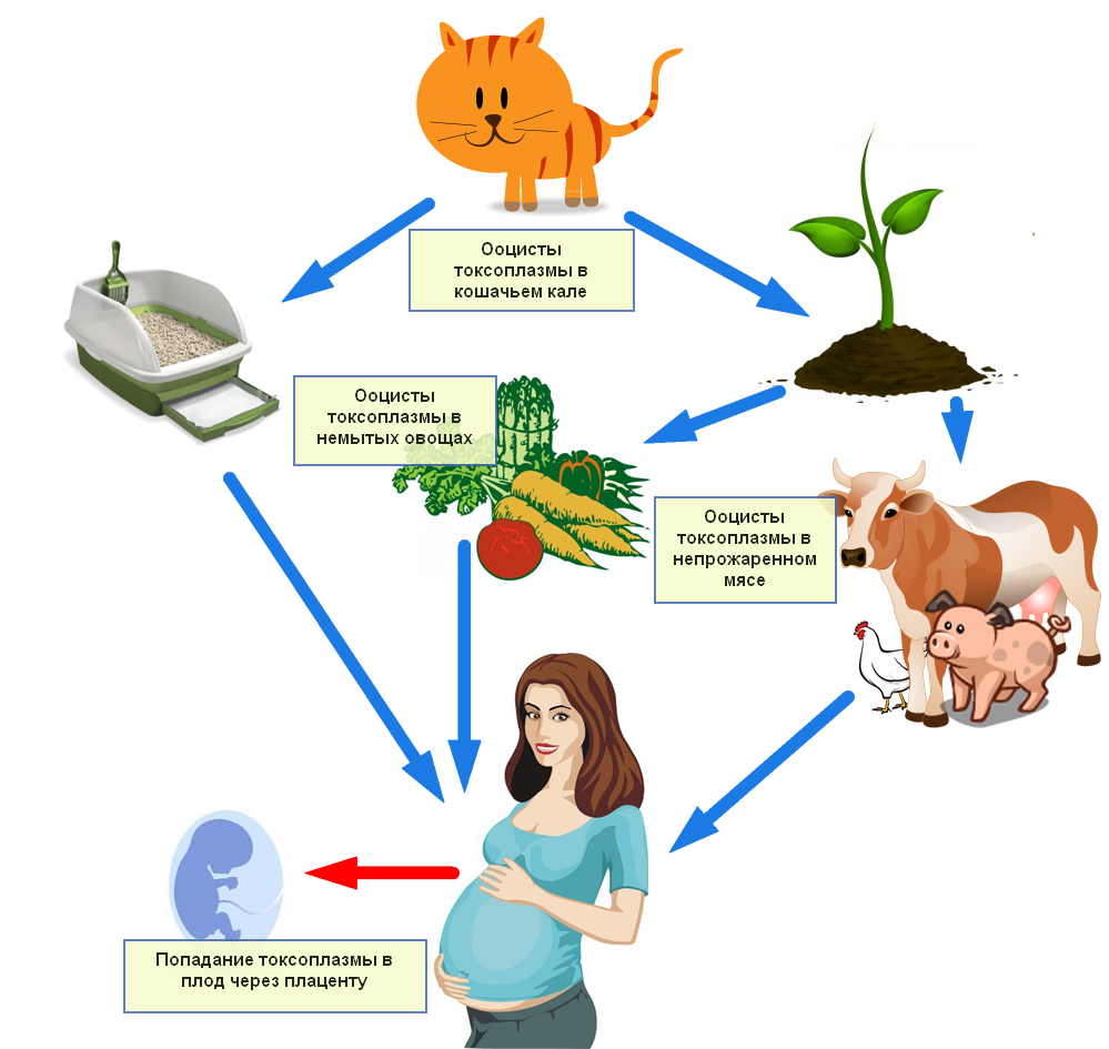 Передается от кошек. Пути заражения токсоплазмозом для человека. Токсоплазмоз пути передачи. Механизм заражения токсоплазмозом. Источник заражения токсоплазмозом.