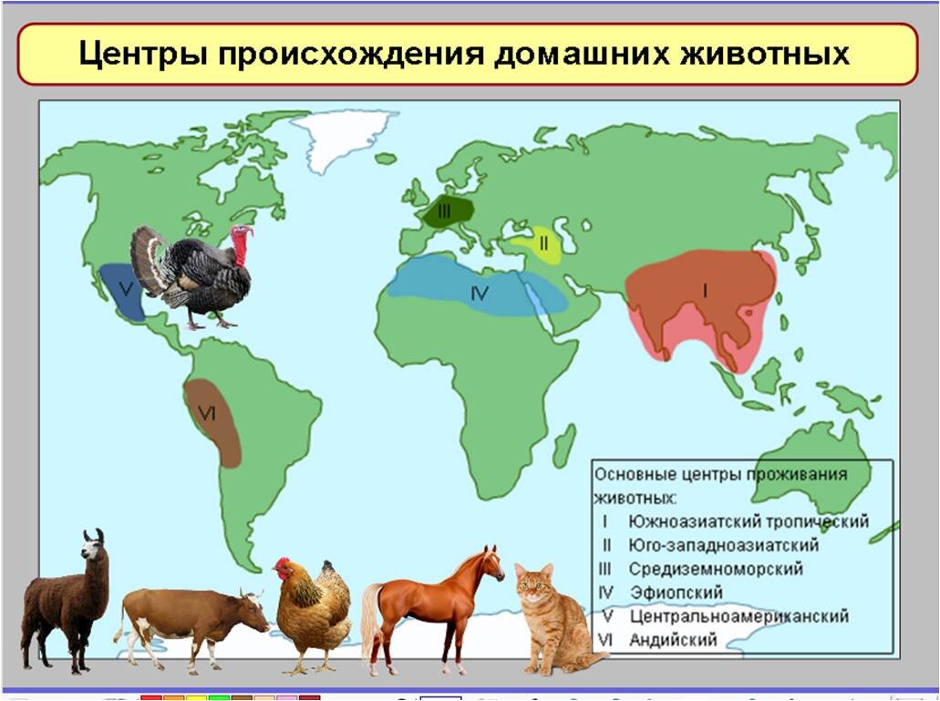 Абиссинский центр происхождения культурных