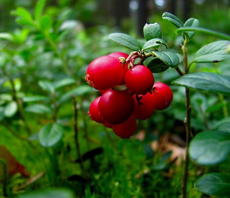 Cowberry перевод. Брусника ягода. Брусника обыкновенная ягоды. Ягоды брусника и клюква. Брусника Лесная.