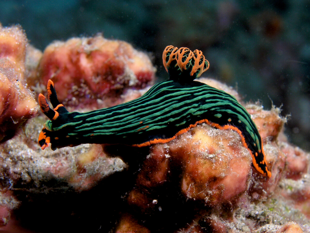 Nembrotha Kubaryana. Фото с сайта https://en.wikipedia.org/