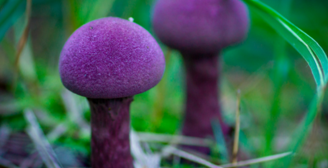    Фото: Usadba-dzr.ru