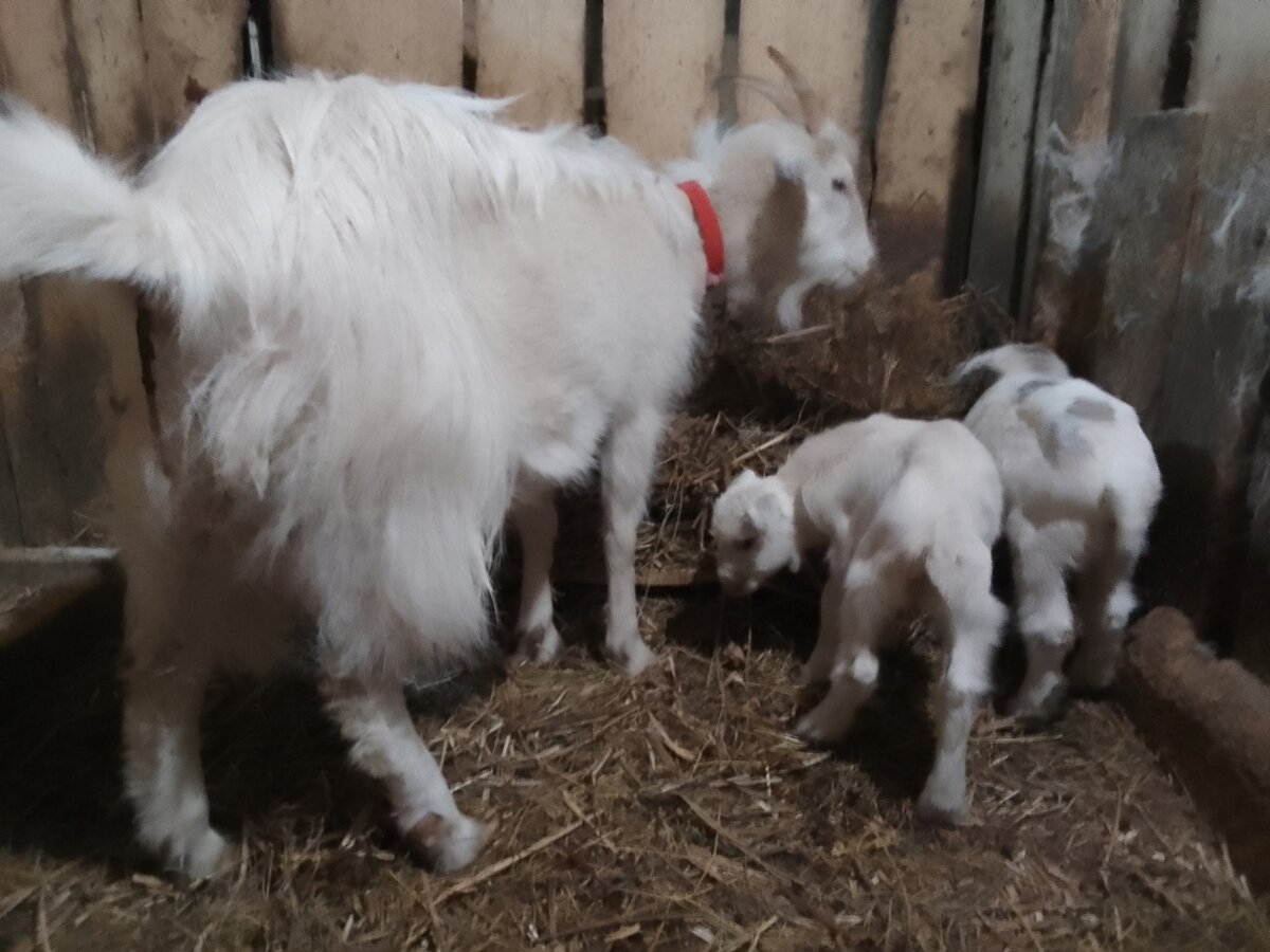 Снежка и козлята - веселые ребята. 