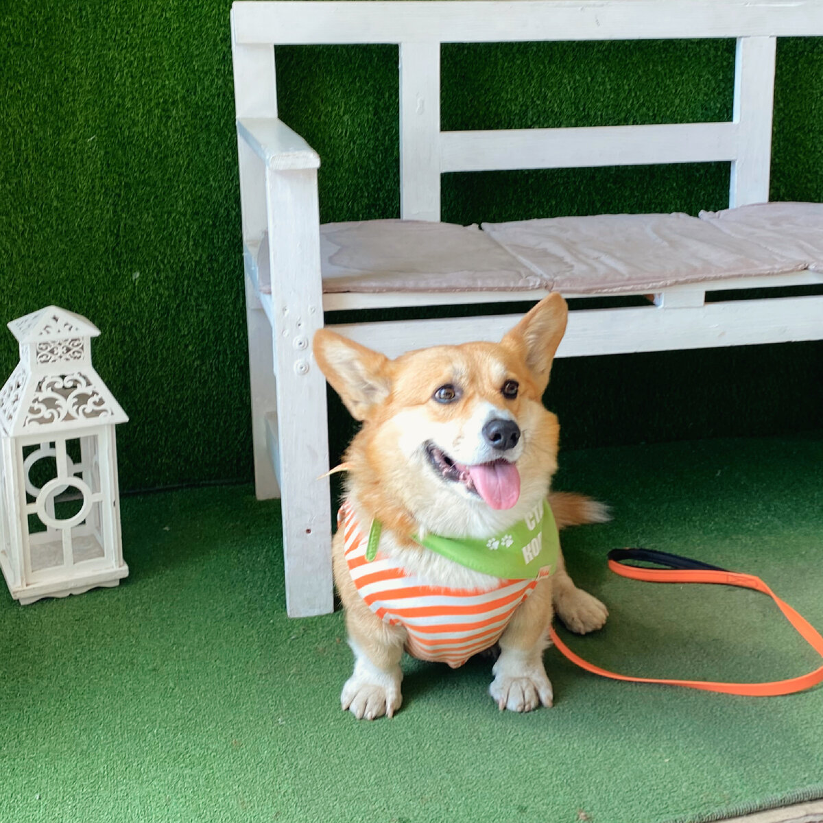 Корги Бильбо