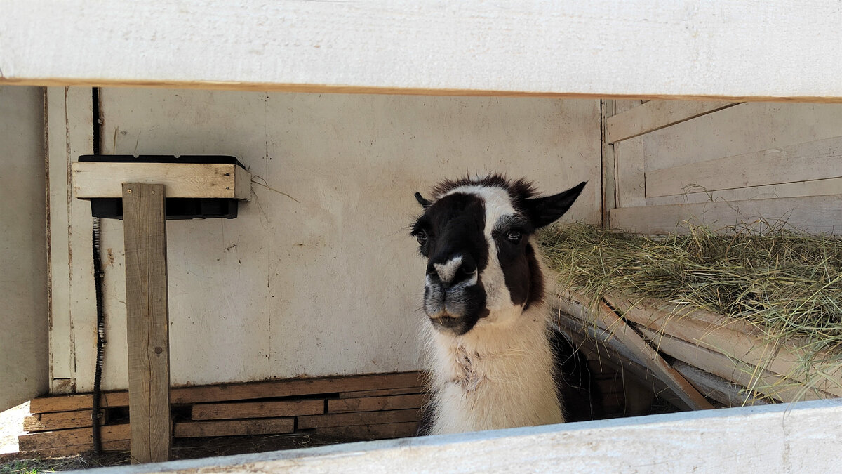 Харизматичный альпака по имени Эклер