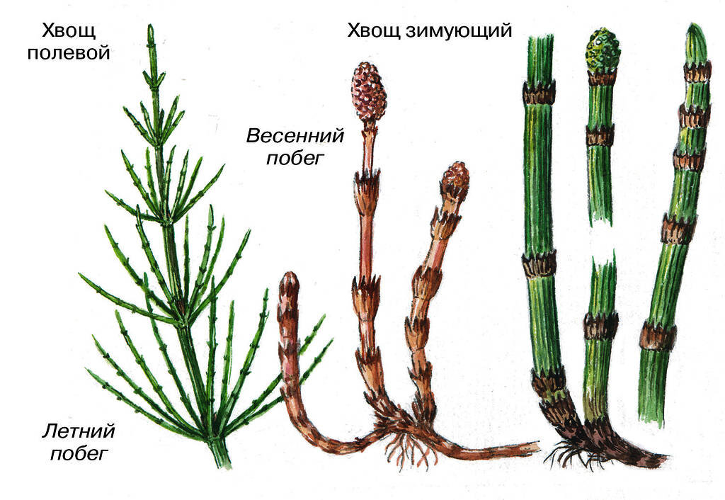 Хвощи листьев