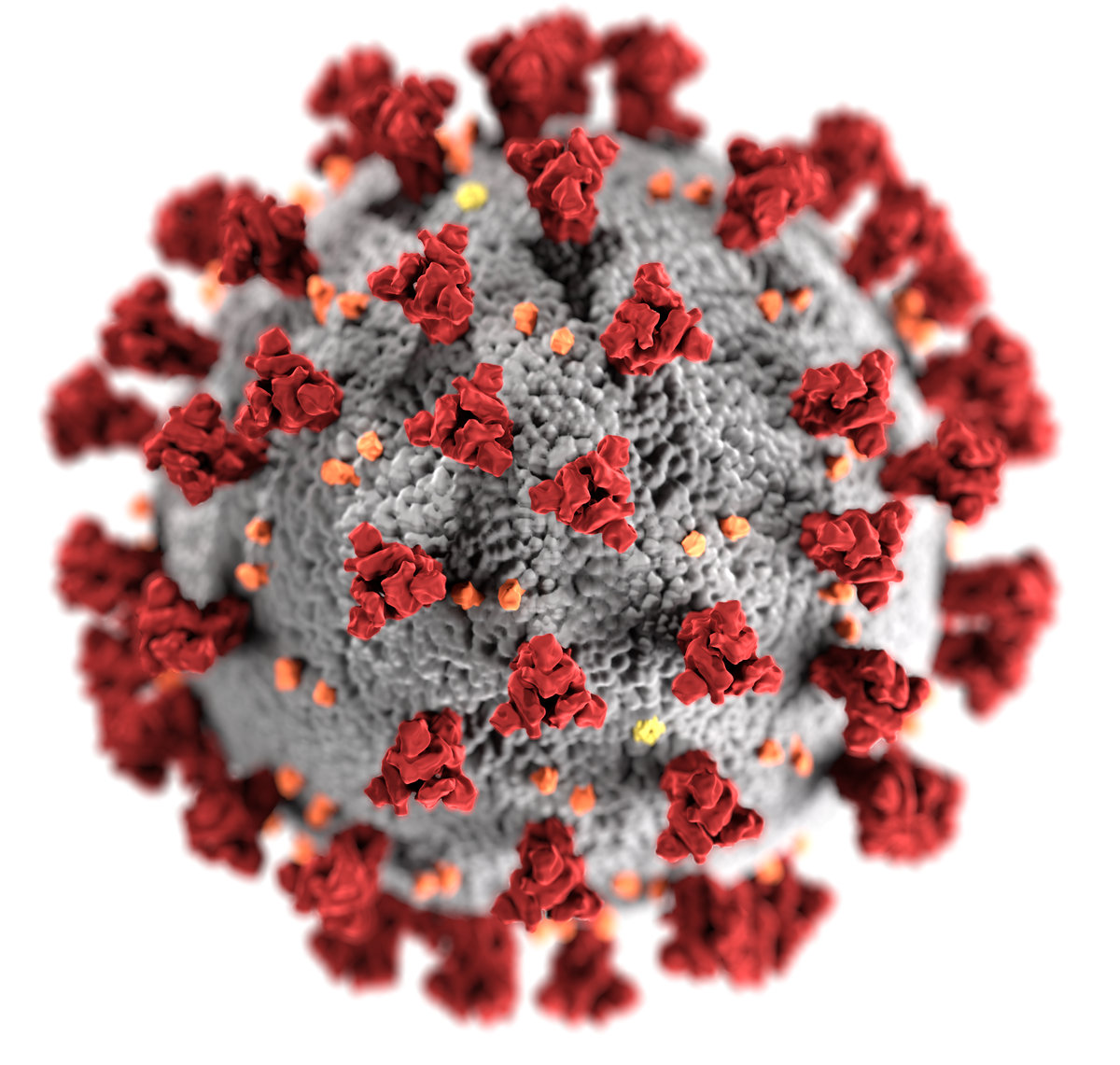 SARS-CoV-2 (Severe acute respiratory syndrome coronavirus 2) - оболочечный одноцепочный (+)РНК-вирус[en][5][6], относящийся к роду Betacoronavirus. Изображение и информация взяты из Википедии.