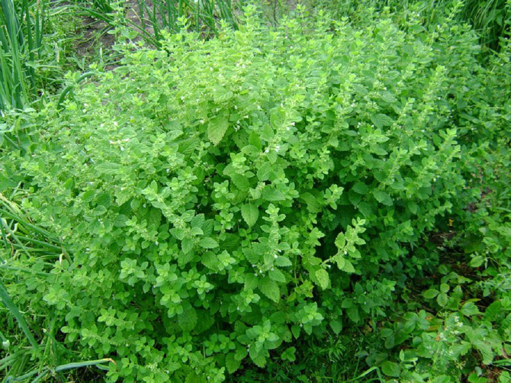 Куст мелиссы - мелисса разрастается очень сильно, и ее на маленьком дачном участке приходится регулярно прореживать, а излишки просто уничтожать, поэтому дачники охотно с вами поделятся "излишками куста" мелиссы.