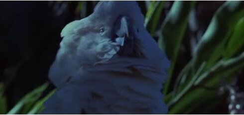 Кино ляпы фильм Голубая лагуна