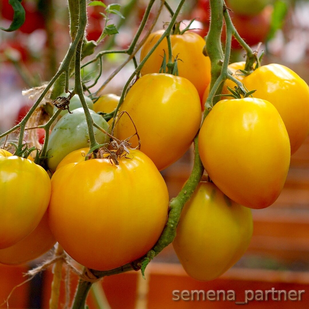 Застенчивая невеста томат описание и фото