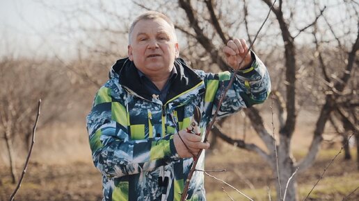 Формирование крон деревьев после посадки. Разбор основных ошибок.