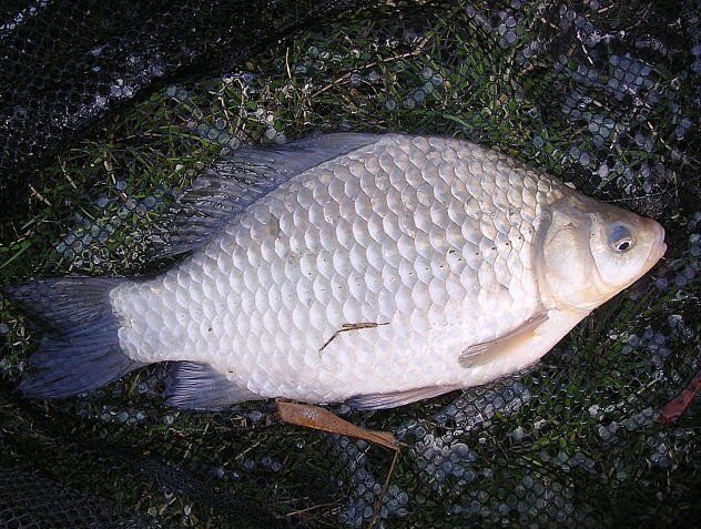 Крупный карась