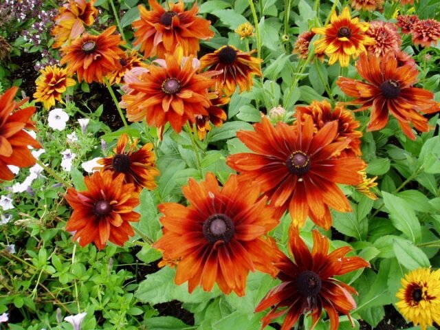 Однолетняя рудбекия