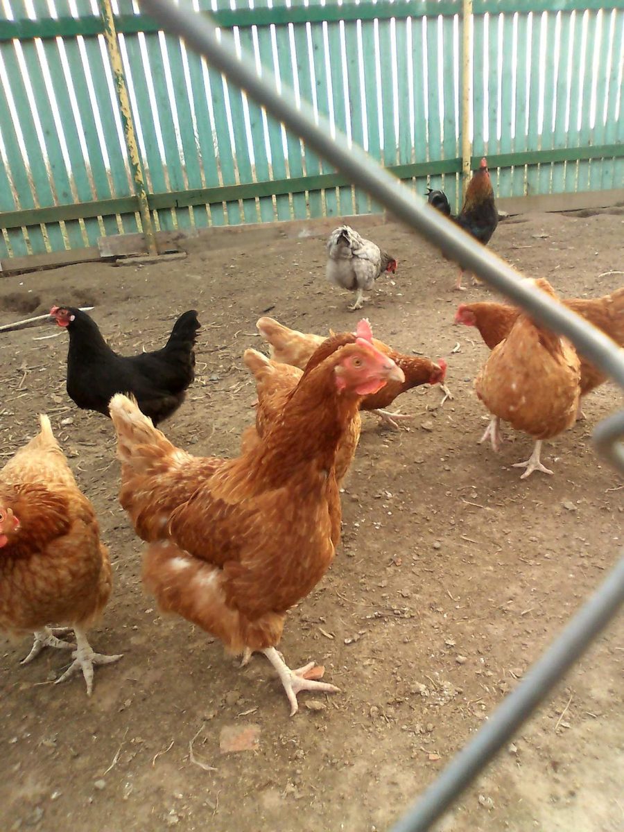 Мои курочки.