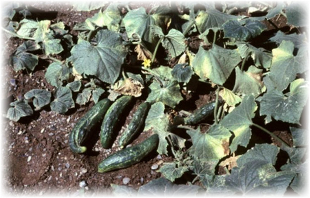 Вирусные болезни огурцов в теплице считаются самими опасными. Почему же так боятся их «огуречники»? Оказывается, лечение вирусов проблематично в принципе и лучшим способом защиты остаются меры профилактики, выбор сортов, которые не болеют, качественное прореживание и тотальное уничтожение заражённых кустов.