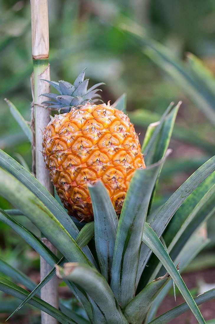 Ананас  в самом соку 