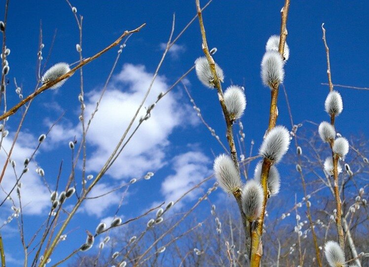 Фото с просторов интернета.