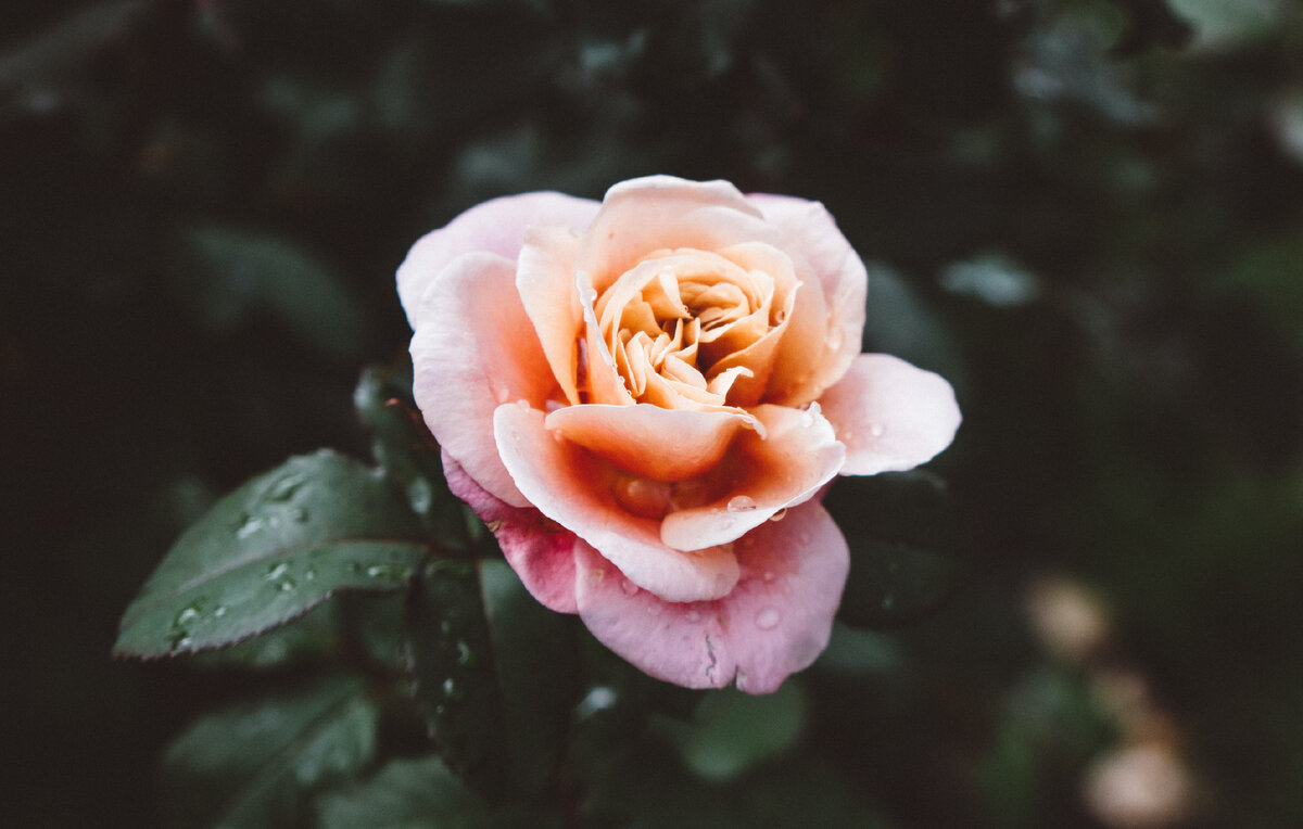 Источник: unsplash.com 