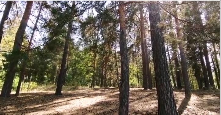 Бузулукский бор.