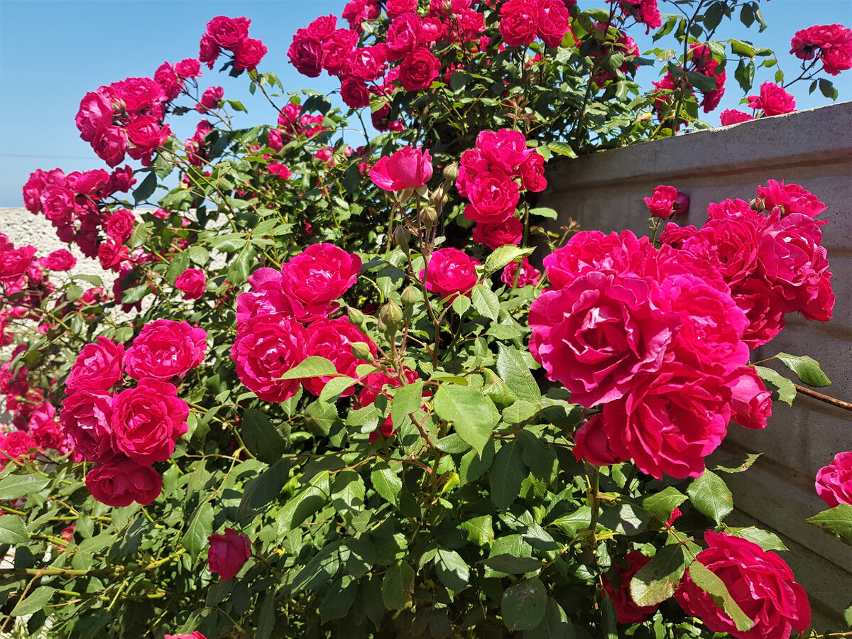 Керчь. п. Курортное. Розы цвета фуксии. Фото Анна Карпенко. 