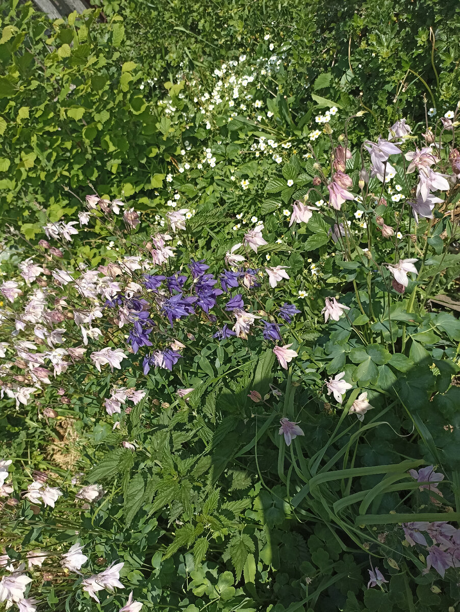 Аквилегии.. 