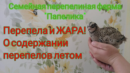 Не лето перепел. Перепёлок. Как содержать перепелов на улице летом.