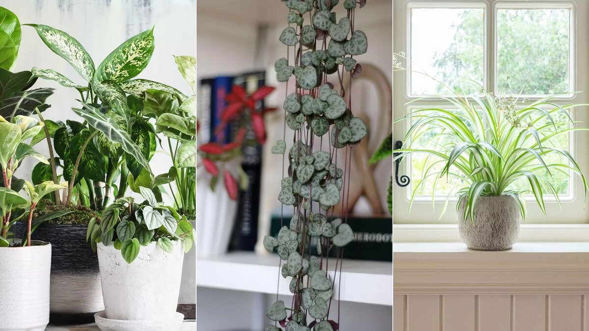 Растение houseplants d8 h35