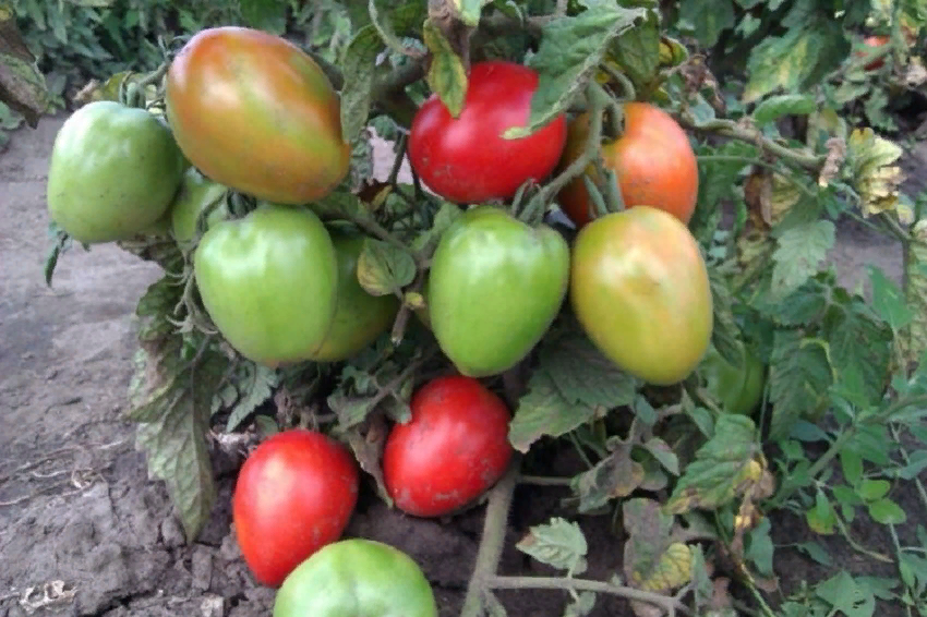 3 популярных сорта ранних томатов для открытого грунта