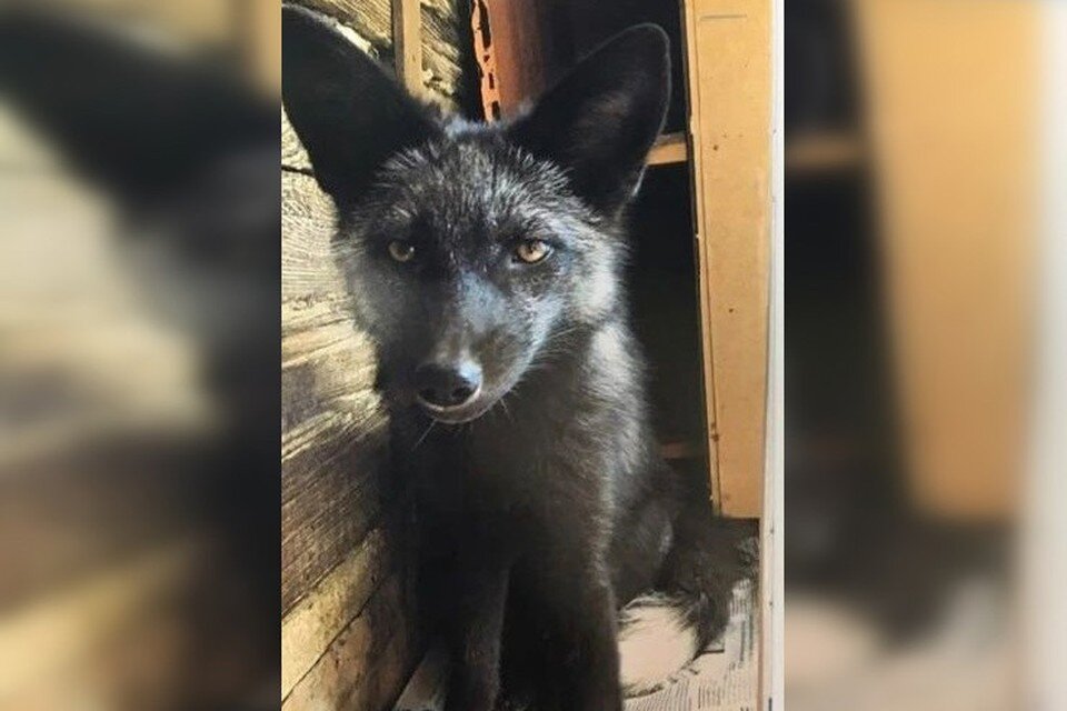     Фото: zoopolis_ykt