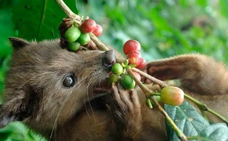 Мусанг ест кофейные зерна