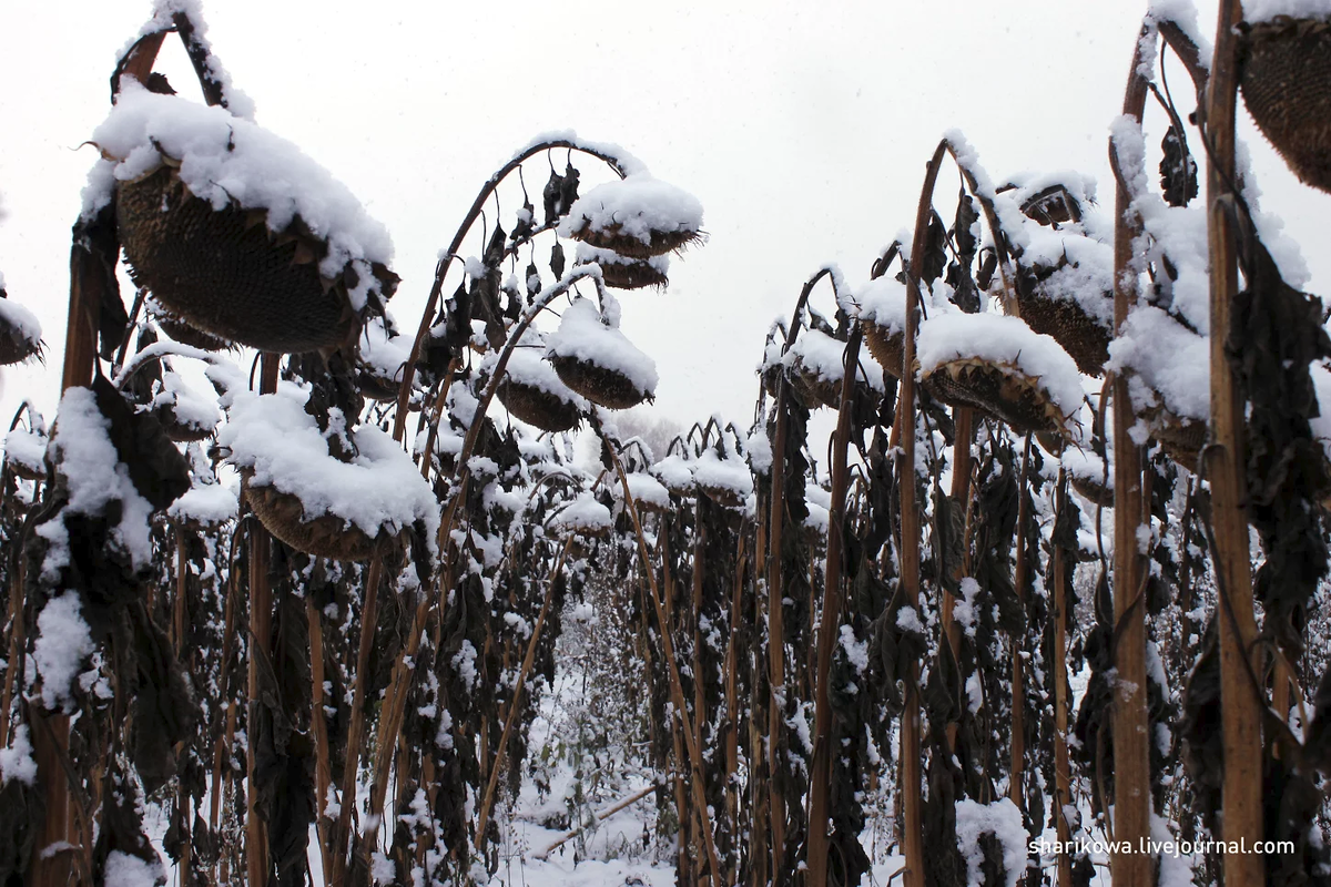 почему подсолнечник убирают зимой. поле подсолнечника зимой. минсельхоз забайкальского края фото. акрос 550 уборка подсолнечника. подсолнечник зимой.