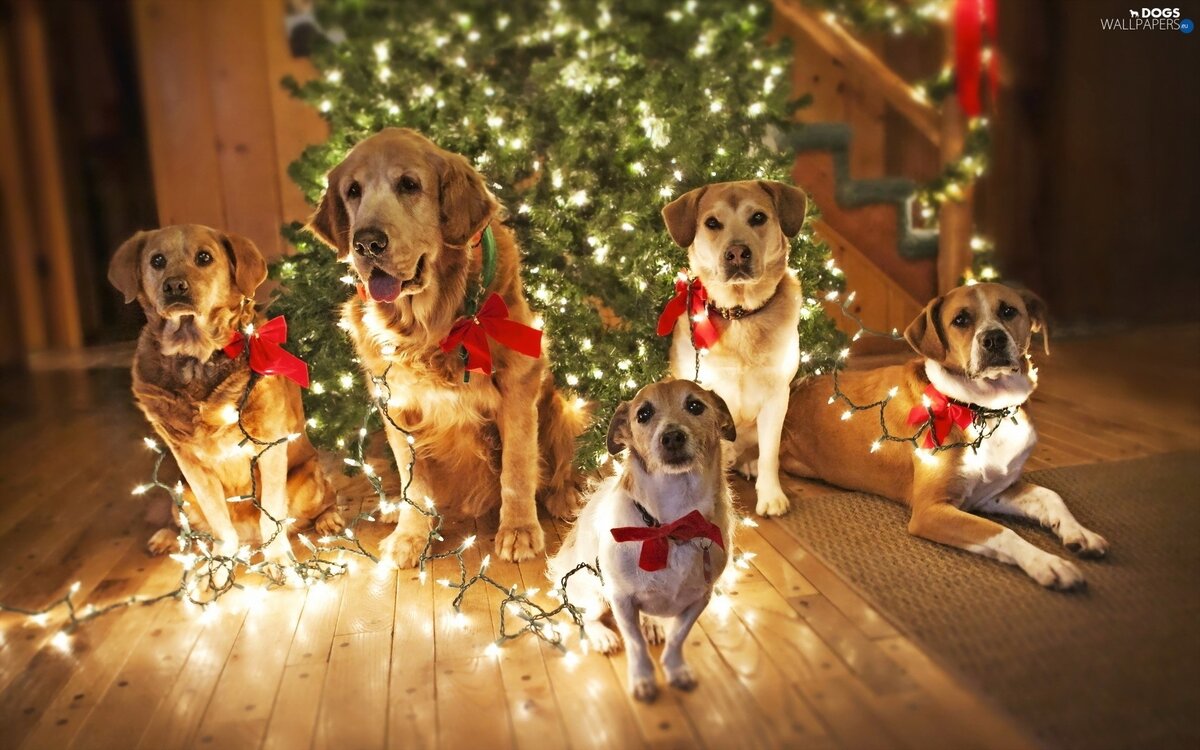  Земляная Собака не требует от праздничного наряда роскоши и излишеств.  В чем же встречать праздник?   Собаке по душе естественные цвета, ассоциирующиеся с природой.