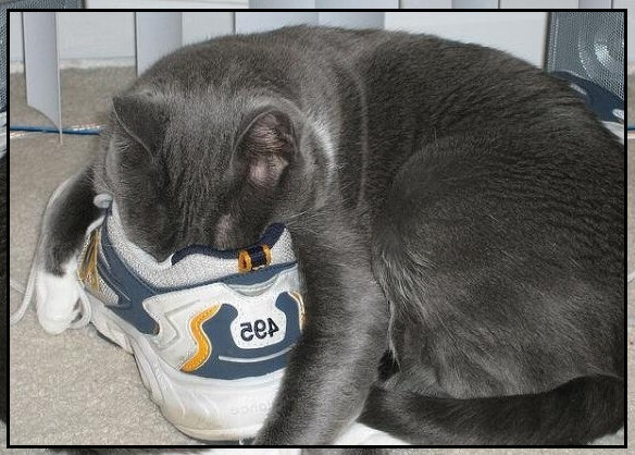 Кошка любит запах потных кроссовок