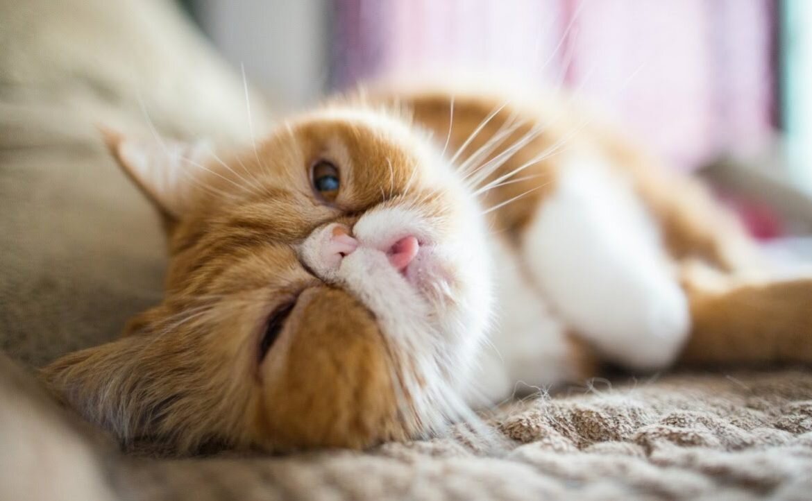 Полезные советы