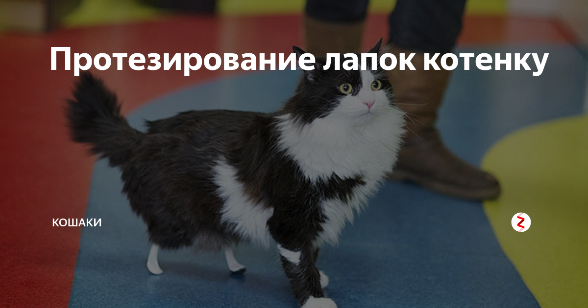 Протезирование лапок котенку | Кошаки | Дзен