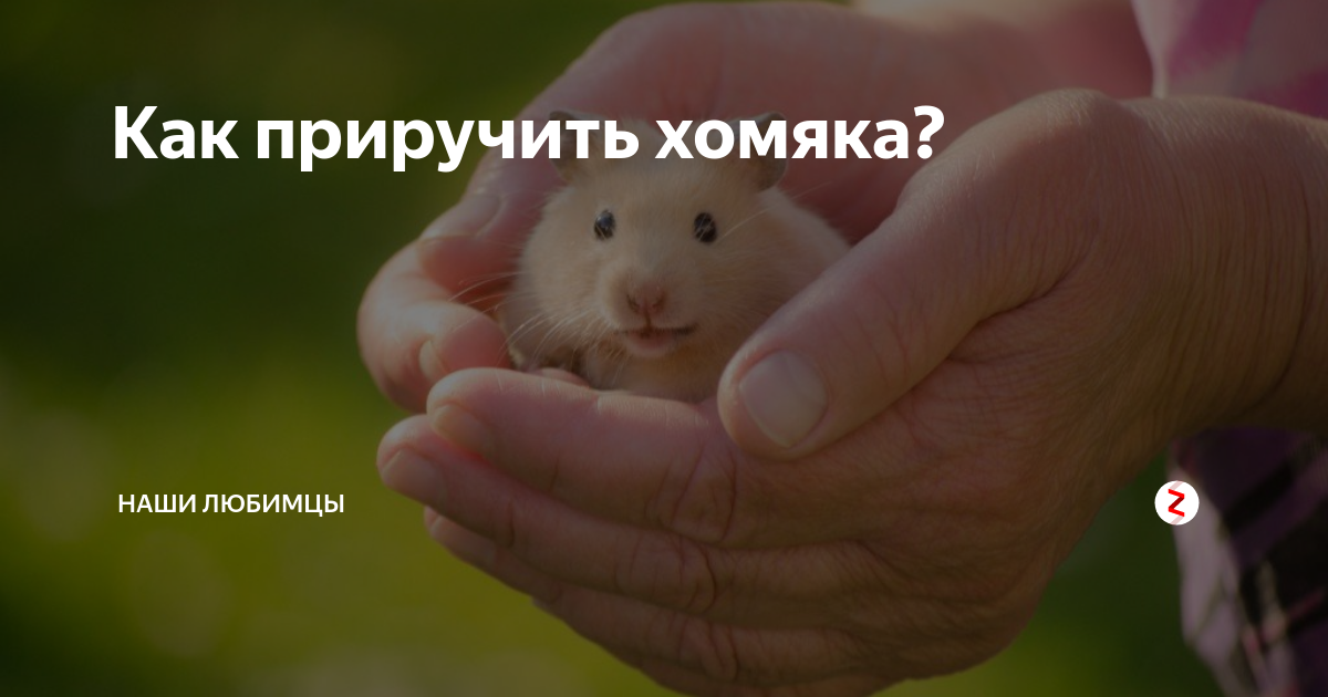 Сена и веточки