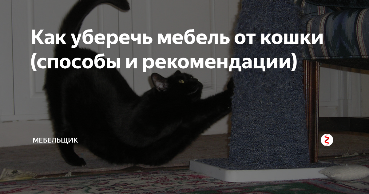 Уберечь диван от кошки