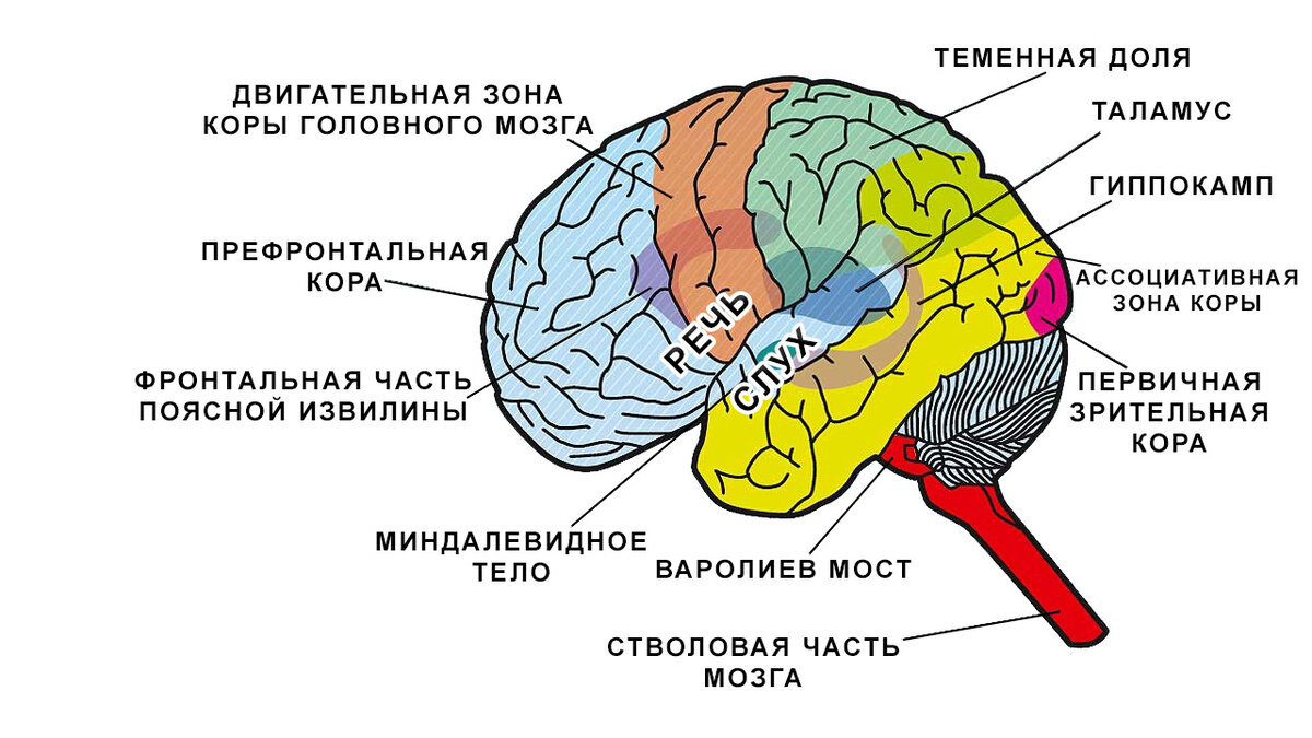 Поражение теменной коры