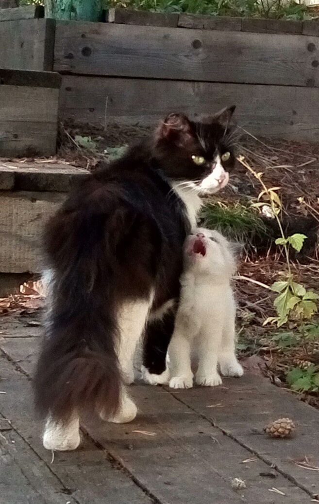 Мама, ням-ням!.. Котёнок Кремка и мама Василиса