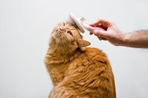 Как избавиться и предотвратить колтуны у кошки | Royal Groom | Дзен
